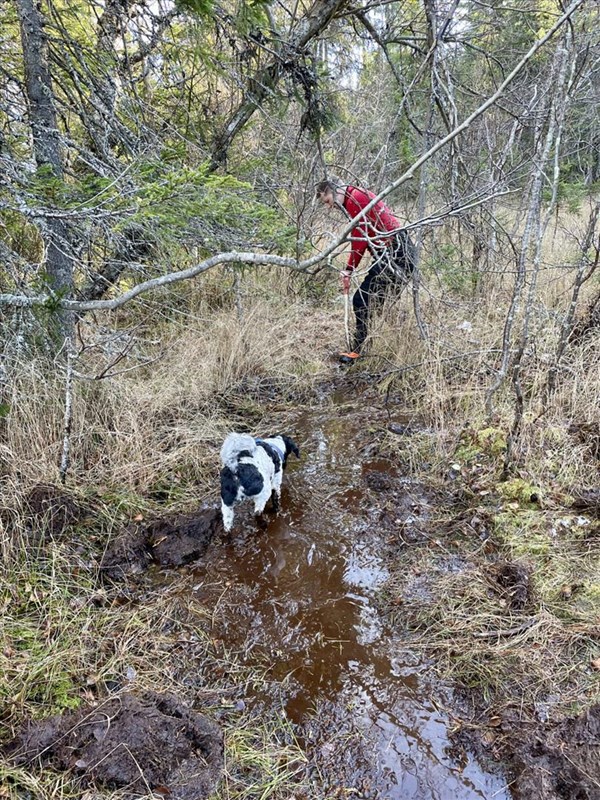 Pan og Trond Faanes leder vannet ut av myra sør for Bjønnputten. Foto: Lene Li Dragland